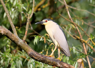 Adult night heron close-up portrait. A bird stands on a thick branch against a background of green foliage