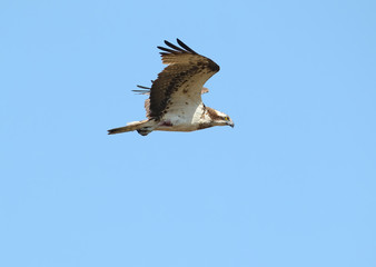 Osprey in flight against a blue sky background