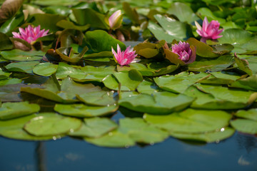 lilies