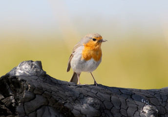 European Robin stands on a burnt log on a blurred background