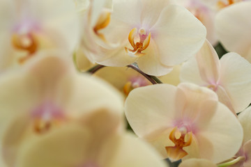 Naklejka na ściany i meble Phalaenopsis is an orchid one of the most popular in orchid trade. This orchid is native all over Southeast Asia, about 60 true species but have been extensively hybridized to thousands of variations.