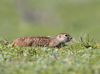 Naklejka na ściany i meble Speckled ground squirrel with a blade of grass in his mouth sitting on the ground
