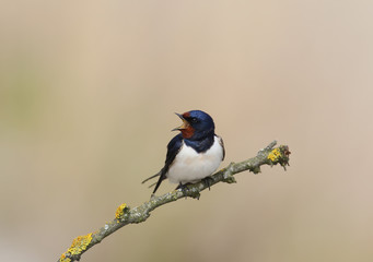 One barn swallow with open beak  sits on the branch on beige blurred background