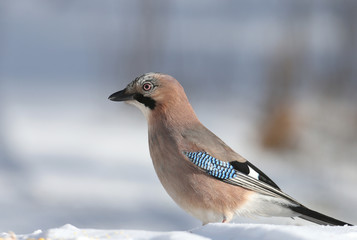 The Eurasian jay sits on the snow and tries to swallow peanuts. Close-up photo with details of plumage and iris