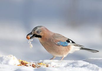 The Eurasian jay sits on the snow and tries to swallow the hazelnuts with a pork fat. Close-up photo with details of plumage and iris