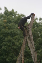 Chimpanzés