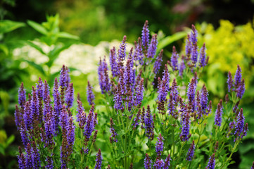 Veronica spikelet planted in mixed border with alchemilla mollis in summer garden