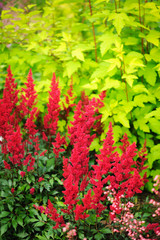 colorful blooming astilbe in summer garden in mixed border with hostas and cornus shrubs