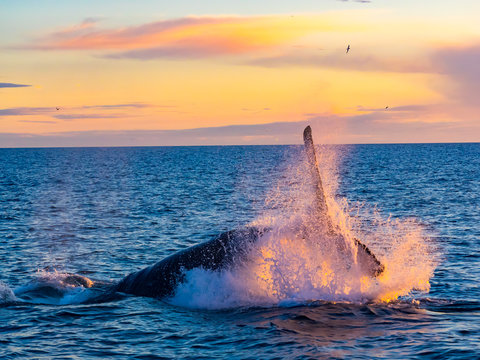 Humpback Whale breaching out of water in the morning light