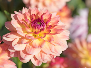Fototapeta premium Dahlien, Dahlias
