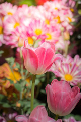 Beautiful bouquet of tulips. colorful tulips.