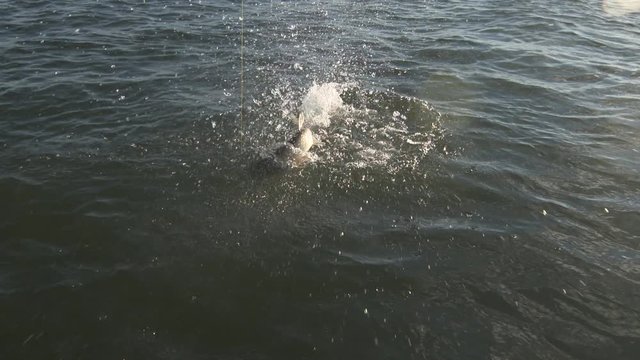 Pke Images Browse 62 Stock Photos, Vectors, and Video Adobe Stock