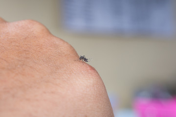 Mosquito sucking human blood