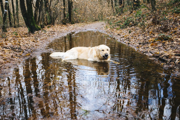 golden retriever lying inside a puddle