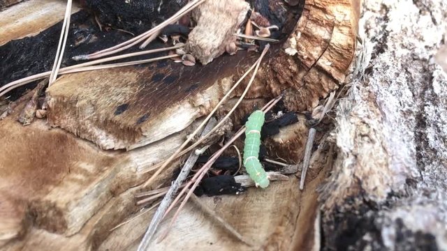 worm, wood, green worm, bug, tree, insect, tree worm