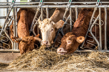 Rinder und Kühe im Stall
