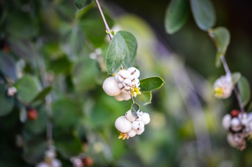 mountains' flowers close up view