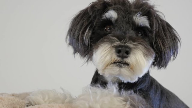 Miniature Schnauzer relaxing with cushion