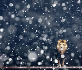 Portrait of a Beautiful lion, snowfall is coming