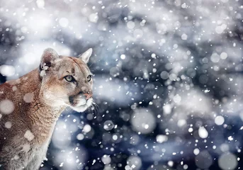 Rolgordijnen Portrait of a cougar, mountain lion, puma, panther. snowfall, wildlife America © Baranov