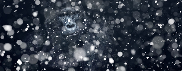 Portrait of a male gorilla in snowfall,  silverback APE.