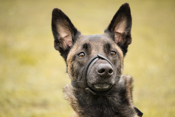 un portrait du berger belge malinois adulte avec une muselière réglable
