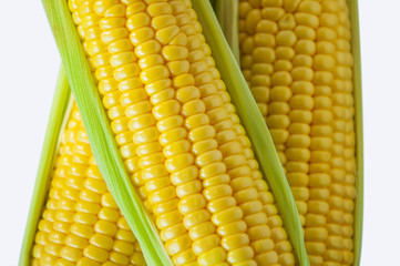The staple food of mankind, maize, an important crop