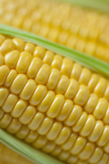 The staple food of mankind, maize, an important crop