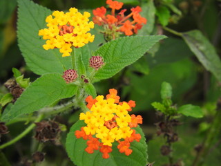 Verbena (Verbenaceae)