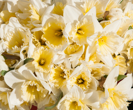 yellow daffodils bouquet