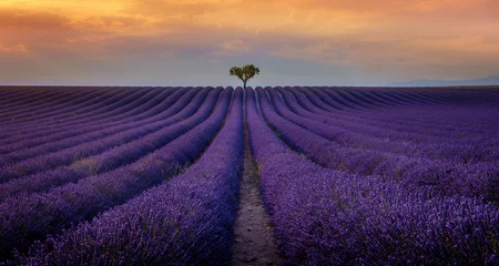 Tuinposter Valensole - Lavendelvelden © laurent83136