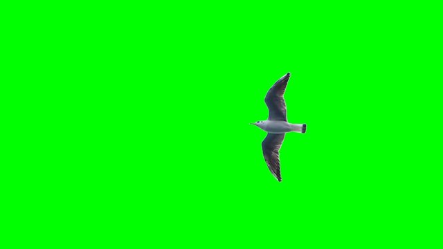 green screen with a seagull in flight