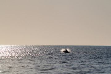 Dolphin jumping out of the water