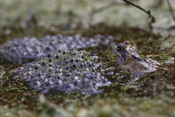 Common Frog watching over a mass of frogspawn in a garden pond