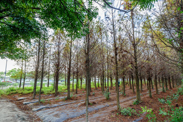 Fototapeta premium Tainan Liujia, Taiwan - January 26, 2018: Colorful and beautiful winter taxodium distichum forest with blue sky. 