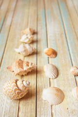 Seashells on a wooden background. Collection of seashels
