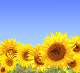 Naklejka premium Sunflowers on blue sky background