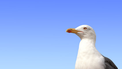 Single wild european herring gull