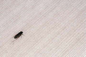 Cicada and the surface texture of canvas fabric