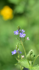 Veronica chamaedrys