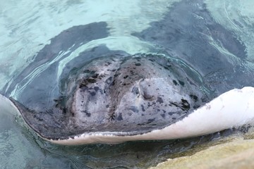 Maldives　モルディブ