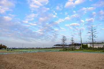 Tainan Liujia Linfengying, Taiwan - January 26, 2018: Linfengying farm in winter and surrounded with paddy field, taxodium distichum tree and blue sky.