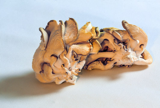 Exotic mushrooms on white canvas from local Farmer's Market