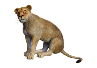Obraz premium 3D Rendering Female Lion on White