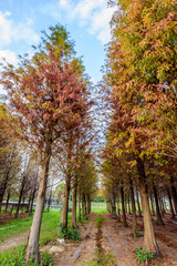 Tainan Liujia, Taiwan - January 26, 2018: Colorful and beautiful winter taxodium distichum forest with blue sky. 