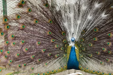 Fotobehang Peacock with spread feathers © Sumstock