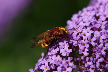 Hornet Hoverfly (Volucella Zonaria) Buddleia