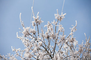 Trees in snow against the background of the blue sky. Branches in hoarfrost.