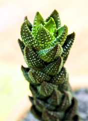 Haworthia Reinwardtii a species of perennial succulent plant