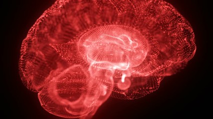 Virtual or Digital Hologram Human Brain Model made of Light Particles Animated Motion Background Seamless Looping Red